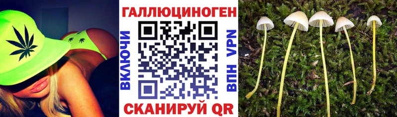 Псилоцибиновые грибы Psilocybe Вязьма